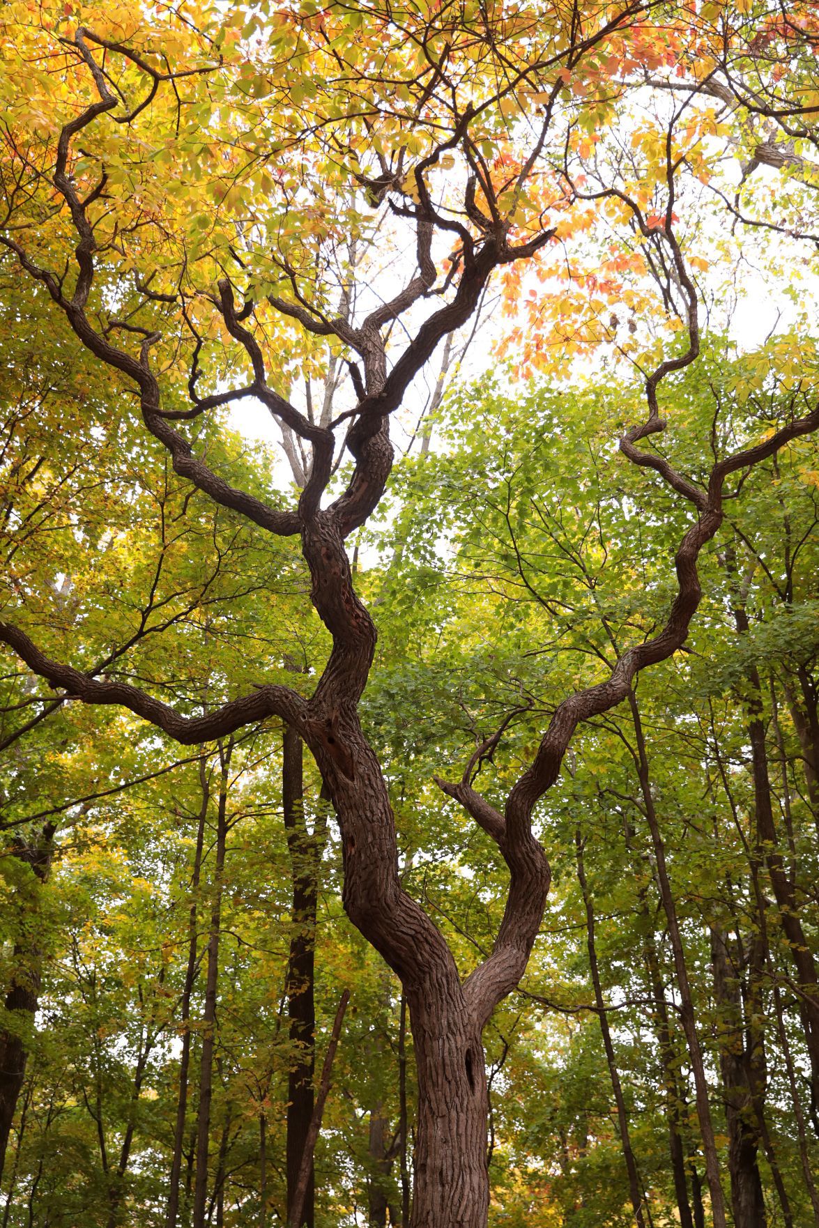 Fall foliage